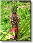 Bali_P308.JPG