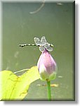 Bali_P347.JPG