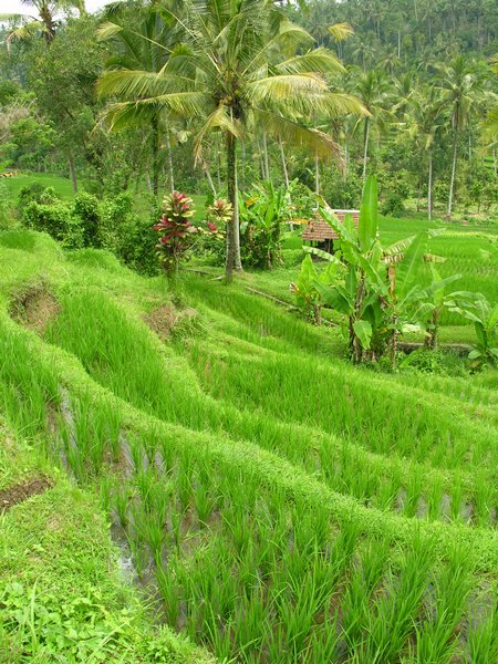 Bali_P403.JPG
