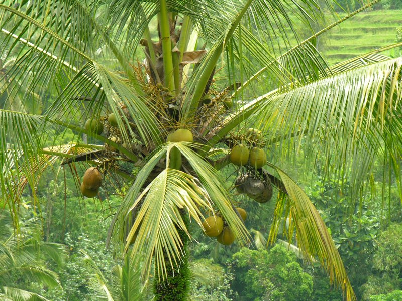 Bali_P404.JPG