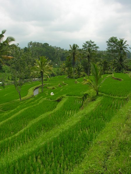 Bali_P405.JPG