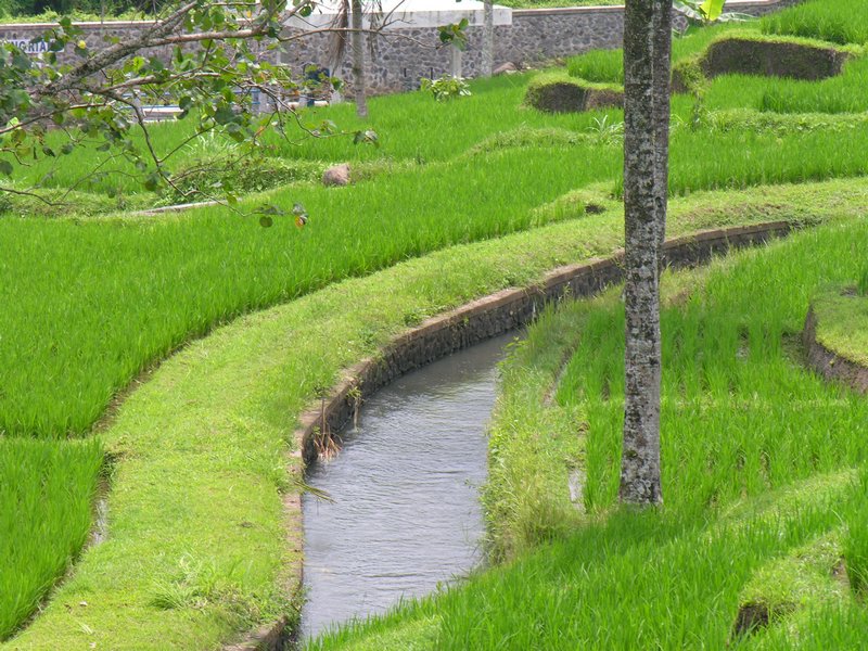 Bali_P406.JPG