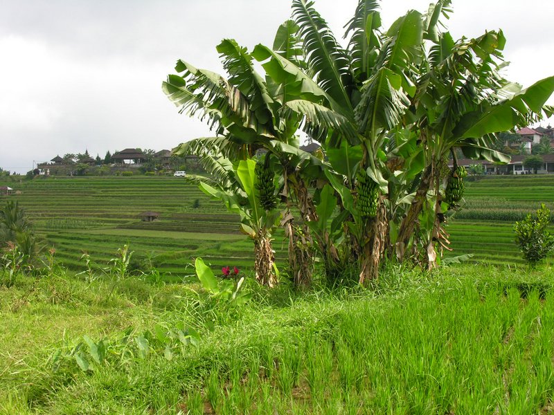 Bali_P411.JPG