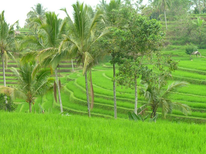 Bali_P416.JPG