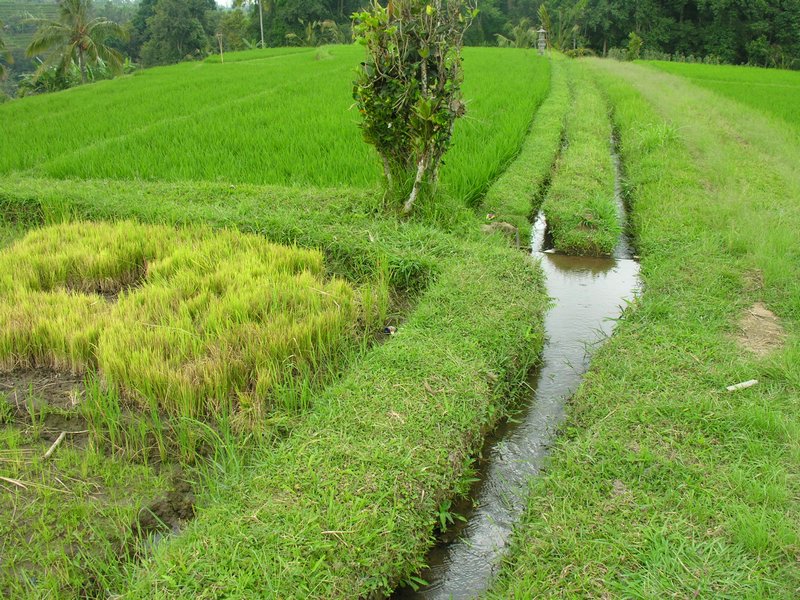 Bali_P418.JPG