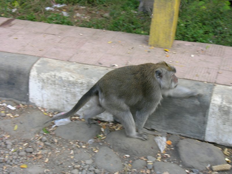Bali_P422.JPG