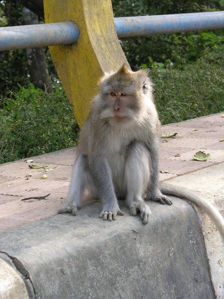Bali_P423.JPG
