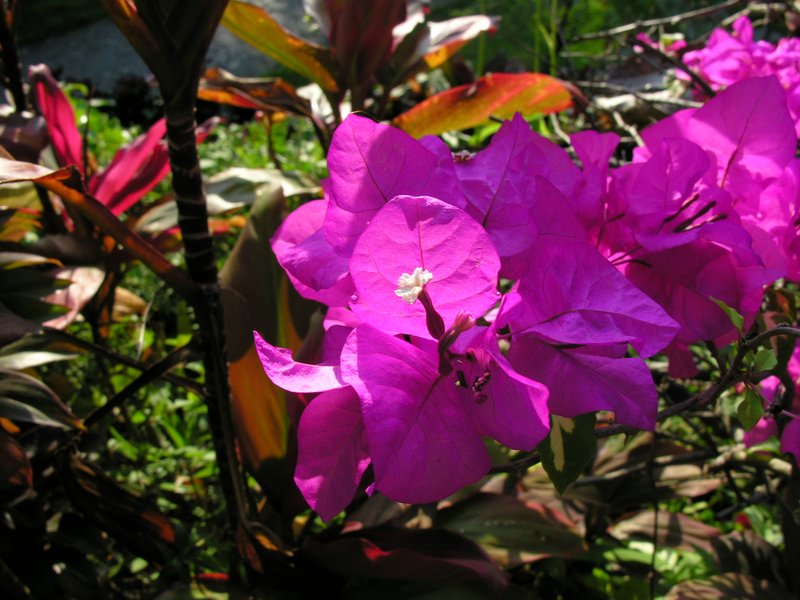 Bali_P428.JPG