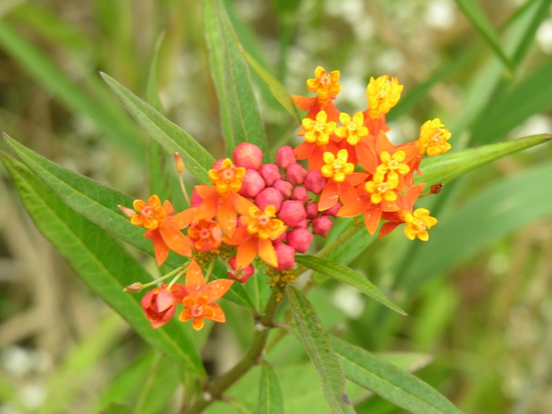 Bali_P443.JPG