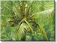 Bali_P404.JPG