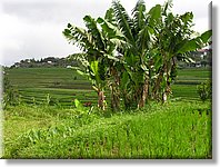 Bali_P411.JPG