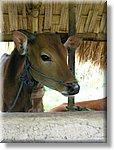 Bali_P414.JPG