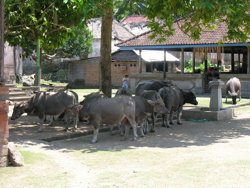 Bali_P536.JPG