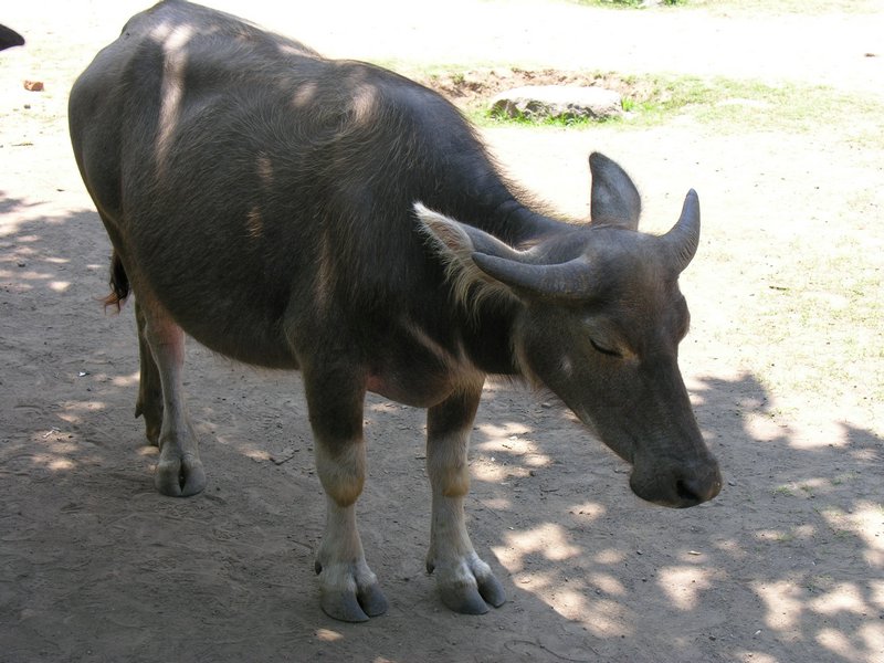 Bali_P537.JPG
