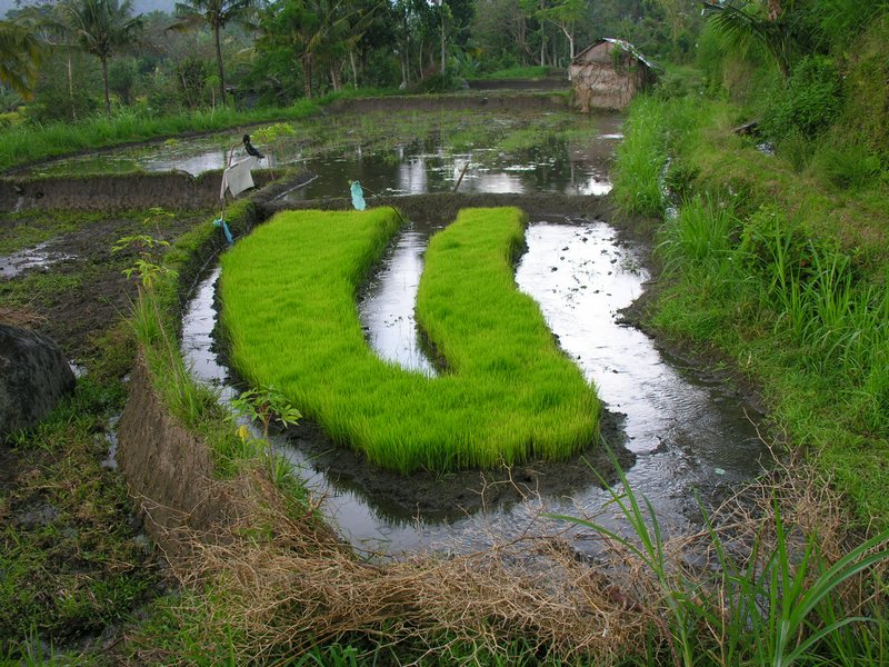 Bali_P539.JPG