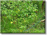 Bali_P504.JPG