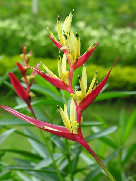 Bali_P601.JPG