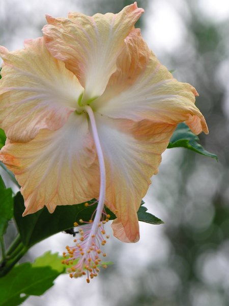 Bali_P603.JPG