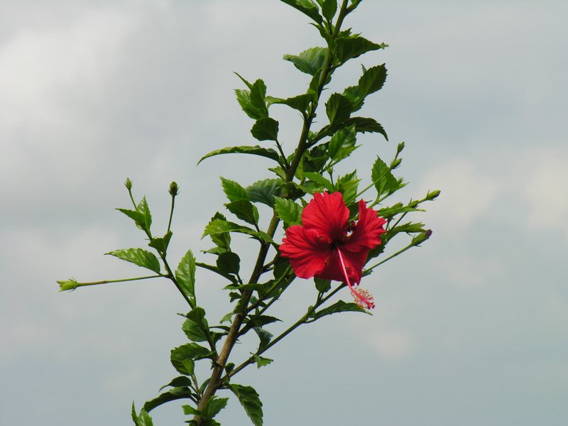 Bali_P611.JPG