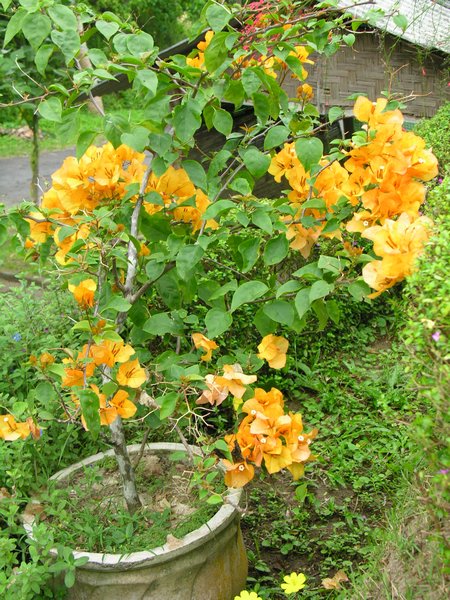 Bali_P625.JPG