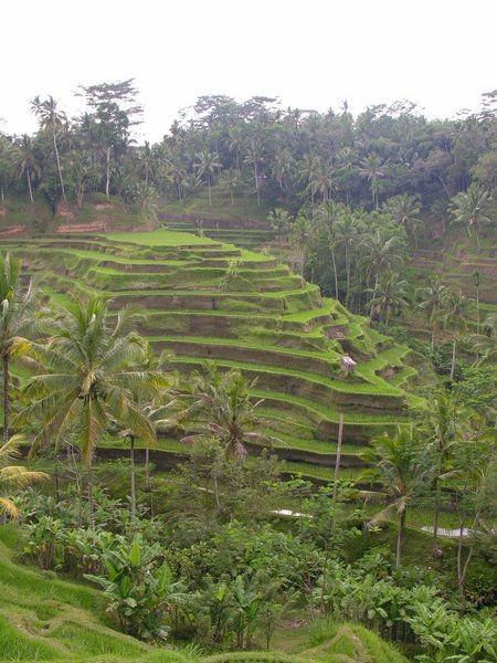 Bali_P649.JPG