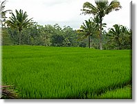 Bali_P629.JPG