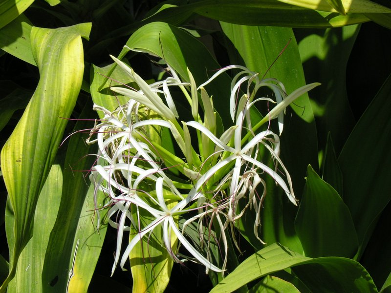 Bali_P722.JPG