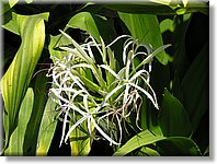 Bali_P722.JPG