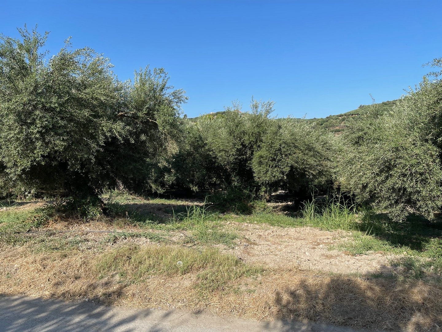 Crete22_0620.jpeg